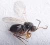 Synergus sp.